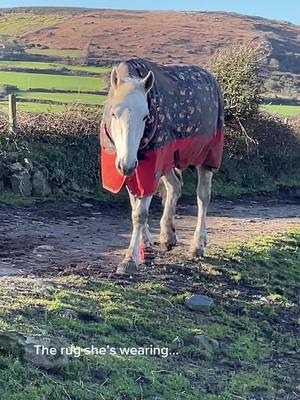 A post by @tia.caitlin on TikTok caption: Oh my heart❤️‍🩹 Right horse wrong time😩 Thank you for everything and sending me Misty, I hope you’re being treated like a prince wherever you are, I never stop looking, i love and miss you always❤️