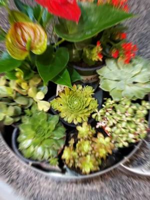 A post by @kamishamaynard on TikTok caption: #CapCut succulent dish mix...just cuz it's Sunday for my Sister. #fyp #freeplantsforever #tutorial #garden#succulents #@thehappyplantress @barefootbeauty420mom @pharaoh_g_reiss @alocasiaking @alexandrasexotics @plantguyjaye @rootitwithangie 