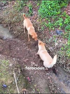 A post by @funnystory_on on TikTok caption: Good job.#foryou #animals #funny #pet 