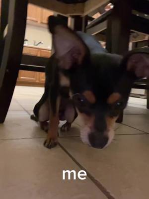 A post by @cxvgx on TikTok caption: no thoughts head empty #chihuahua #fyp #dog 