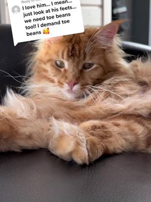 A post by @iivana_theshipcat on TikTok caption: Replying to @Coco Cain Here is my paw in Meowmy’s hand. As you can see, I’m not too impressed 😸 #cat #catsoftiktok #mainecoon 