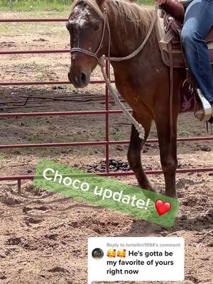 A post by @adarling88 on TikTok caption: Replying to @tortellini1994 second ride! I gave him to @cowboui.bailee ❤️