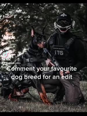 A post by @dogvids.edits on TikTok caption: #malinois #doberman #germanshepherd #k9life #badass 