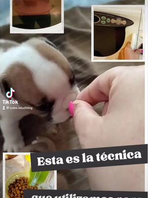 A post by @cuba.labulldog on TikTok caption: Nuestra tecnica para comenzar el destete… #cachorros #croquetas #PetsOfTikTok #bulldogingles #parati #fyp  #destete 