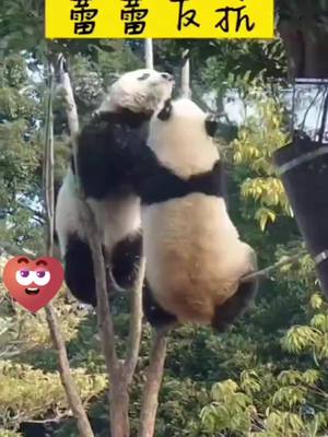 A post by @smartpanda02 on TikTok caption: #GenshinImpact #cute-pet #panda #pandas #panda-tok #lovely #eat #MemorialDay #animal #pandas-of-tiktok #pandas-anctuary #Chengdu #zoolife #zooanimals#angry-panda #bear #bears #bear-tok#bears-of-tiktok #panda-bear#pandabears #bear-life #bear-lover#panda-lover #fyp