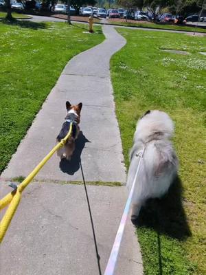 A post by @pavlovthecorgi on TikTok caption: Day in the life of two very cute dogs 