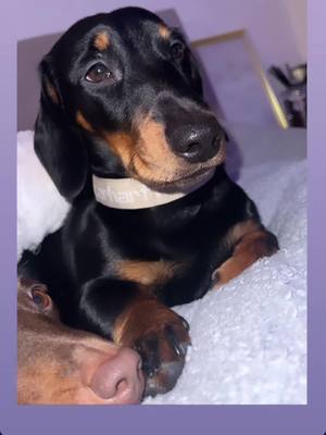 A post by @cearanid1 on TikTok caption: Obviosuly i had to make one for everyone… #miniaturedachshund #dachshund #dachshundsoftiktok #puppy