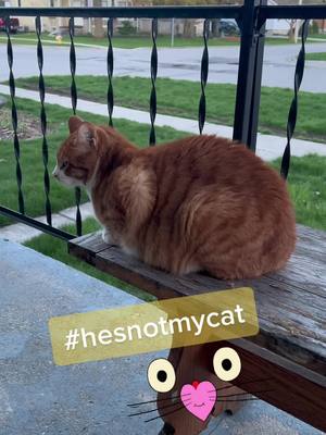 A post by @chrissyvilly23 on TikTok caption: The neighborhood cat coming over to say hi - he’s not my cat. Seriously. #adopted #borrowed #neighborscat #cats #catsdgaf #cathumour 