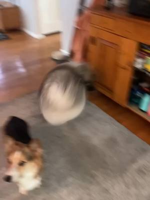 A post by @pavlovthecorgi on TikTok caption: Not his little brother getting in his way 🫣