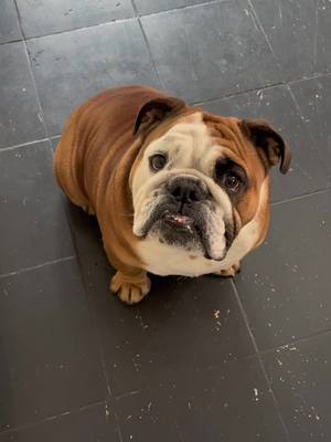 A post by @chesterthebulldog on TikTok caption: The cheese tax is a serious business in our house 🧀 #englishbulldog #englishbulldogs #englishbulldogsoftiktok #englishbulldoglover #bulldoglife #englishbulldoglife  #englishbulldoglife #bulldog #dogsoftiktok #bulldogs #englishbulldoguk #bulldogsuk 