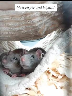 A post by @niffyrats on TikTok caption: Introducing our two new kittens - Jesper and Wylan!  Agouti Silken and Mink ratties!  - #petrats #rats #fancyrats #ratties #ratmom #ratsoftiktok #rodentsoftiktok #PetsOfTikTok #smallpets #pets #furbabies 