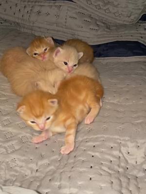 A post by @spokenspirit on TikTok caption: Officially two weeks old!  #catsoftiktok #kitten #kittensoftiktok #cute #heart 