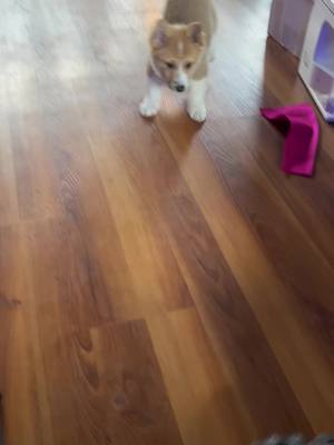 A post by @cffd5324 on TikTok caption: Evidently my kids shoes are enough to make the puppy ferocious… #puppy #corgi #corgioftiktok #ferocious #ferociousbeast 