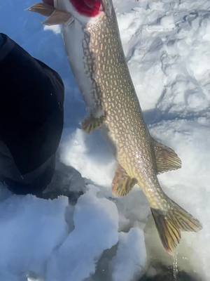 A post by @rjaminnesoda on TikTok caption: When someone gets their first 40”+ you celebrate 🍻 #fishing #pikefishing #fish #fishtok #mn #fishtok #mnfishing #pike #mnfishing #pike #icefishing #icefish #minnesota 