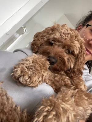 A post by @stellaella_cockapoo on TikTok caption: Hi it me! 🐶 #cockapoo #fyp #dogsoftiktok #dog #taylorswift 