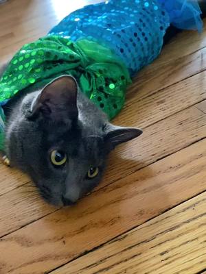 A post by @graciefreakinmay on TikTok caption: Little mermaid kitty! #littlemermaid #disney #cat #catcostume #cute #kitty 