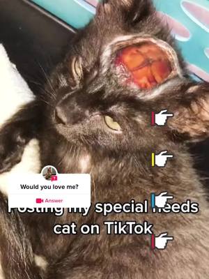 A post by @user688543600911 on TikTok caption: #question from @hgsd6572 Would you love me?#foryou#pet#cat#dog