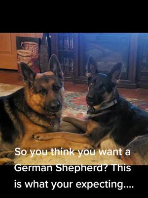 A post by @warhammergsds on TikTok caption: Careful what you ask for..... #puppies #germanshepherdpuppy #gsdoftiktok #warhammergsds #germanshepherd #dogsoftiktok 