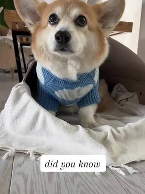 A post by @sneakersthecorgi on TikTok caption: um great talk thx