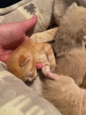 A post by @spokenspirit on TikTok caption: When nap time hits just a bit too hard.  No, babies were hurt in the making of this tiktok. 😂😂😂 #kitten #kitten #naptime #funny #yawn 