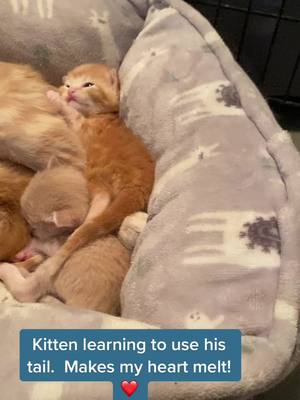 A post by @spokenspirit on TikTok caption: Little man decided to wag his tail while trying to nap.  Was too cute not to share! #kitten #naptime #kittensoftiktok #cute #tails 