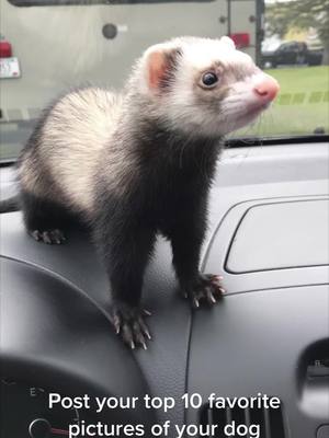 A post by @aylamoesch on TikTok caption: I think somthing is wrong with my dog🐾 #dog #dogmom #dogsoftiktok #ferretsoftiktok #ferret 