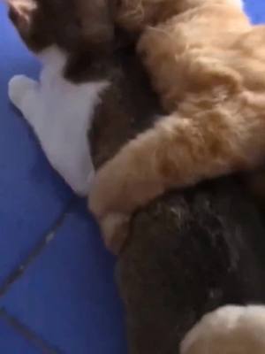 A post by @carson.wow on TikTok caption: #cat #catsoftiktok #animals #funnyvideos #foryou #pet  