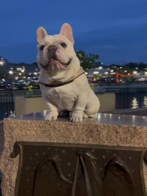 A post by @wwqualityfrenchies on TikTok caption: #walterwhite #frenchbulldog #famousfrenchie #frenchiesoftiktok #wwqualityfrenchies