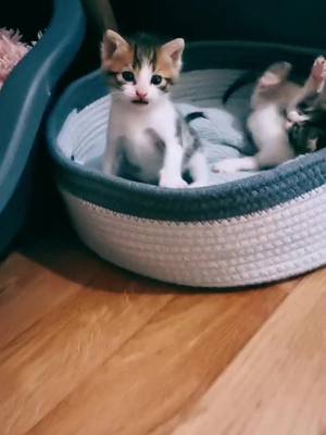 A post by @davidesage1 on TikTok caption: Bonne journée à tous ! 😸☺️ #chat #chatons #bébéchat #pourtoi #mignon #drole #animaux 