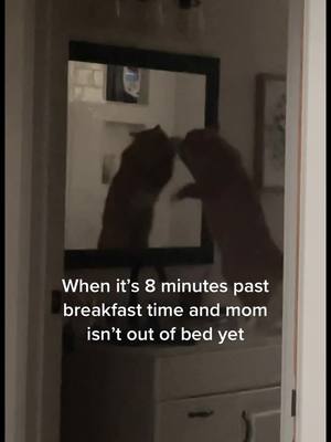 A post by @orzoandfriends on TikTok caption: 5 more minutes… please…. #catsoftiktok #itswhackadoodletime #whackadoodle #cats #cat 