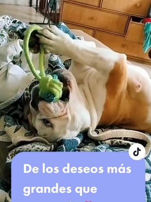 A post by @cuba.labulldog on TikTok caption: Te amo mucho mi gordita bella ❤️ #tiktokpuppy #bulldogingles #perrostiktokers #fyp #bulldoginglés #PetsOfTikTok #perros 