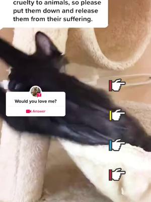 A post by @user688543600911 on TikTok caption: #question from @hgsd6572  Would you love me?#foryou#pet#cat#dog