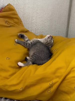 A post by @moik_jass123 on TikTok caption: #cat #viral