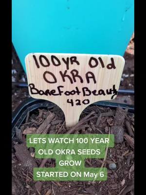 A post by @kamishamaynard on TikTok caption: Join me and my new friend BarefootBeauty420 as we grow Okra from Heirloom Seeds more than 100 years old.#Sustainability #vegetarian #vegetablegarden #farmtotable #garden #tutorial #fyp @barefootbeauty420 @Plant ❤️ - The Happy Plantress @Vegan Life @vegetableplanting.uk @Sustainability for Beginners🌿 @Mission Microgreen Farm 