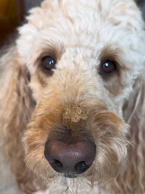 A post by @milliebugthepoodle on TikTok caption: Do you? 😲 @Dog is Human #dogishuman #foryoupage #poodle #poodlesoftiktok #dog #dogsoftiktok #fluffydoggo #dogtrick #smartpoodle 