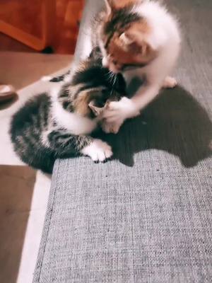 A post by @davidesage1 on TikTok caption: Bonne semaine ☺️😸 #chaton #chat #bébéchat #cat #babycat #kitty #mignon #cute #pourtoi #foryou #animaux #drole 