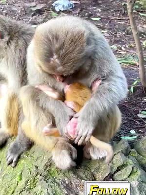 A post by @qianyu888999 on TikTok caption: #monkey #cute #animals #foryou #SeeHerGreatness #funny 