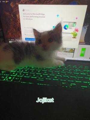 A post by @jojikat on TikTok caption: Like father like daughter 🥰 #jojikat #joji #catdad #catdaughter #catfamily #babykitten #babykitten #cattok #cat #cats #kitten #kittens #catoncomputer #sillycats #catvideos