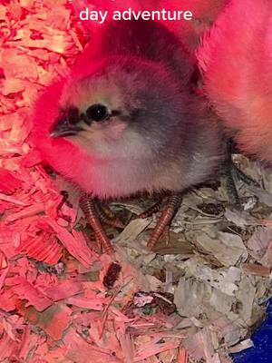 A post by @tashabecker06 on TikTok caption: Meet Hope ❤️ we got her due to “chicken math” 🤣🫣 she was a little over a week old when we got her, at first we didnt notice her toes, that would take a couple days 😢 my sister who has raised and hatched chicks for the last few years said she had 2 like that from the stores she had to put down as they couldnt get around very well as they got bigger😞 with having littles i didnt want to just give up. I want to teach them, theres always “hope”. So i got on this platform and started searching. Finding just a couple videos about using bandaids on 🐥 chicks toes that were just a couple days old and it only taking 2 days….that was not the case for us, this journey was just shy of 2 wks. I started with large bandaids at first, cutting the ends off and sandwhiching her foot inbetween them being very careful as to make sure her toes were how they should be. After 2 days with little improvement and noticing her ankles still bowing I took to the straw, i used a rubber straw as not to cut into her legs, it would support her ankle but still bend a little. I notched out the parts that didnt need to be there and taped with medical tape. This set stayed on for 2 days; little improvement. We replaced her casts and changed up the foot brace a bit by adding cardboard to the bottoms of her feet and taping her foot to that; she took them off by herself after just 1 day; i decided the 4th set would stay on for 5 days before i removed them 🤪 much to my suprise when we removed the casts we had FINALLY gotten somewhere ❤️ Hopes 1 “ankle” was still twisted in 😢 so i cut a new straw and made her like a ballerina on that one foot, taking care to not mess with the toes that were now way better or her back toe. Deciding to only leave this one for 2 days before removing to see if there was any improvement and BOOM its straight ❤️ her legs and toes are far from looking like her cage mates BUT she should not have any issues baring weight on them now ❤️ she went from a low waddle on the ground, to day 4 of pushing her way to the food, to standing tall. What an adventure this has been, note i am not a vet, just sharing our journey #chickenmath #curledtoes #bowedankles #hope