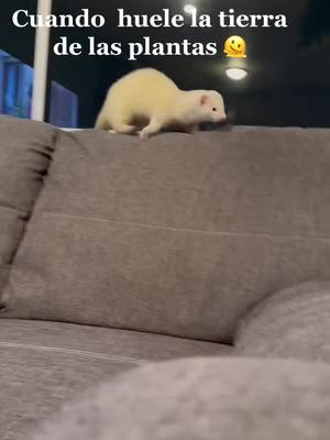 A post by @titahurona on TikTok caption: #ferret #protegemeseñorcontuespiritu #huron #mascotas #pet 