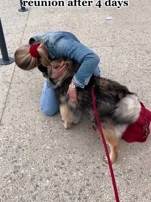 A post by @eurasier_tsuki on TikTok caption: i think she is happy 🫶🏼 #dog#reunion#chiot#eurasier#Love 