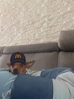 A post by @giuseppe_lattuca.off on TikTok caption: Una dipendente annoiata #mcdonalds #mcdog #perte #dog #pet 