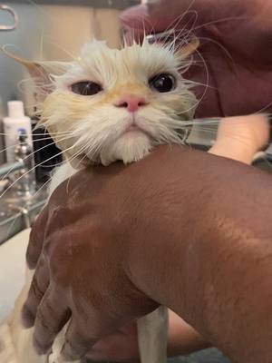 A post by @passionatepawsandclaws on TikTok caption: #catbath #kittycat #catgrooming #groomersoftiktok #newandimproved #himalayan #lovewhatyoudo 