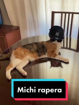 A post by @molindtasmi on TikTok caption: Una michi muy malota (espera hasta el final) 😼🕶️🧢#mala #bad #michi #moli #gato #cat #catsoftiktok #gatostiktok 