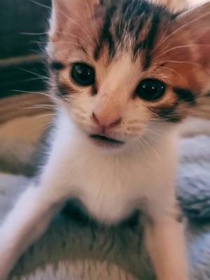 A post by @davidesage1 on TikTok caption: Bonsoir 😸❤️#chaton #chat #bébéchat #cat #babycat #kitty #mignon #cute #pourtoi #foryou #animaux #drole 