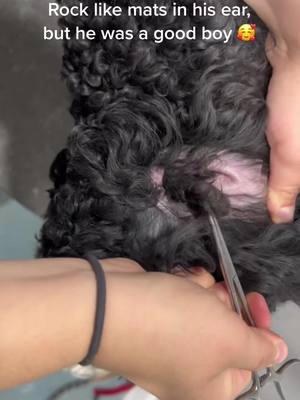 A post by @saileymarie on TikTok caption: Doodle puppy first time getting his ear hair out. They were big matted balls inside his ear canal trapping lots of dirt/bacteria and making it very stinky 🤢 he was a good boy and feels much better now. #fyp #dogearhair #doggrooming #bernedoodle #satisfying 