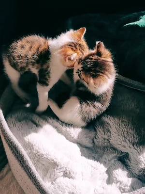 A post by @davidesage1 on TikTok caption: Complexe l'arbitrage de ces petits chatons 😸❤️☺️ #chaton #chat #bébéchat #mignon #drole #animaux #pourtoi 