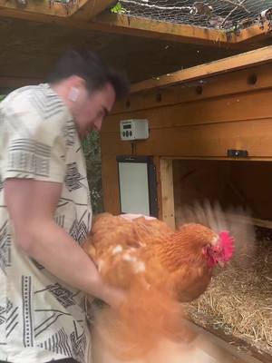 A post by @ethangoodbody on TikTok caption: Feathers were ruffled 🐓🍗 #drumstick #fyp #foryoupage #fyp #trend #wii #wiisports #chicken #hen #farm #viral #chick #piripiri 