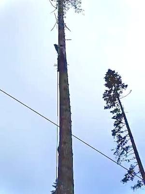 A post by @davismcelroy on TikTok caption: Topping lift trees woth the #stihl661 #bluecollar #logging #idaho 