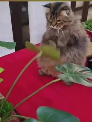 A post by @carson.wow on TikTok caption: #cat #catsoftiktok #animals #funnyvideos #foryou 